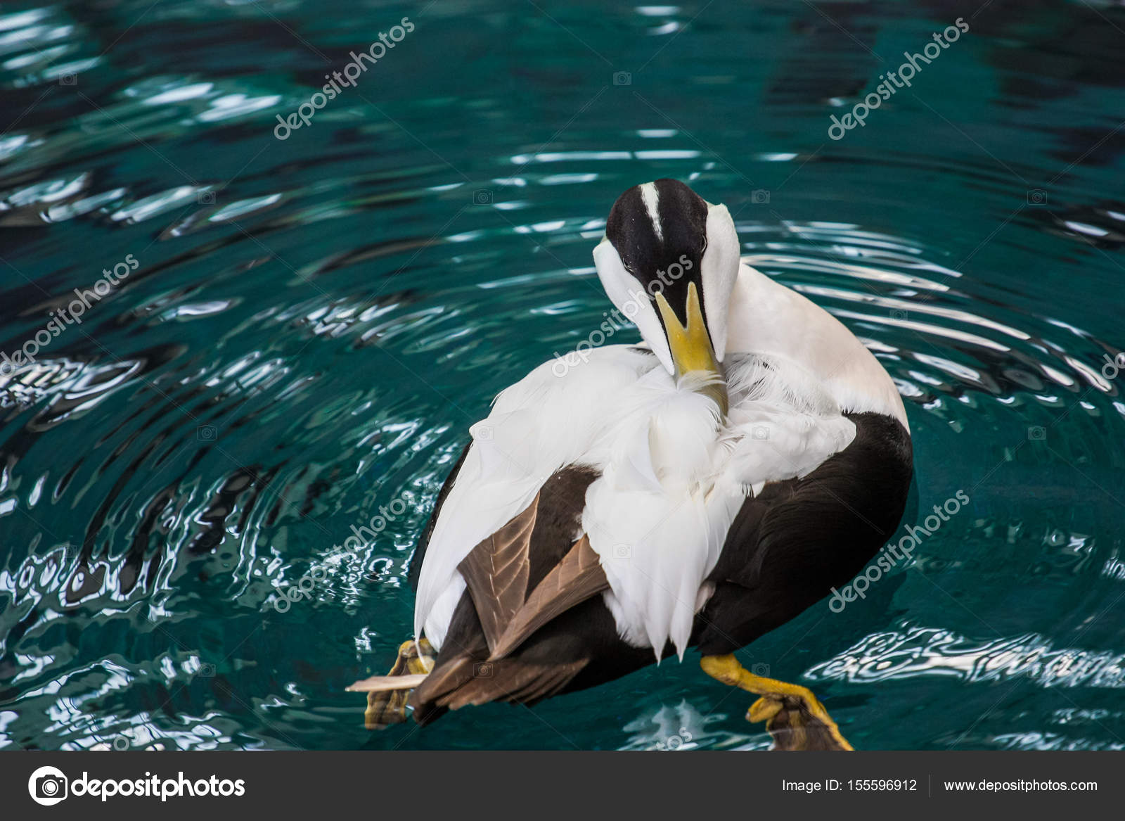 Oiseau Noir Et Blanc Avec Le Bec Jaune Photographie