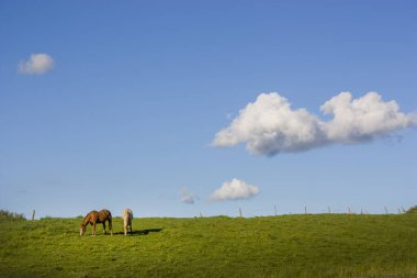 iki at manzarada ücretsiz