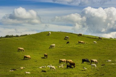 İnekler neden tarım arazisi üzerinde çim yeme grup bulutlar üzerinde mavi gökyüzü