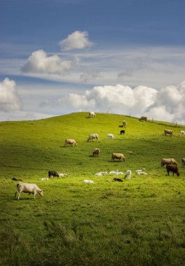 İnekler neden tarım arazisi üzerinde çim yeme grup bulutlar üzerinde mavi gökyüzü