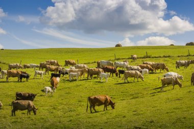 İnekler neden tarım arazisi üzerinde çim yeme grup bulutlar üzerinde mavi gökyüzü