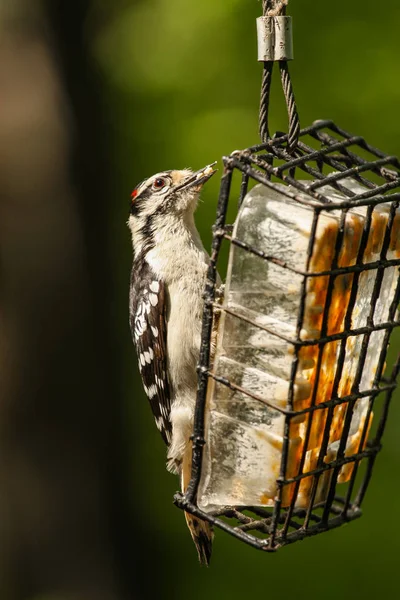 Pájaros carpinteros comiendo en el bosque — Foto de Stock