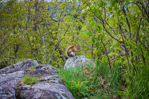 Squirrel на скале — стоковое фото