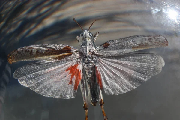 Mariposa blanca y naranja — Foto de Stock