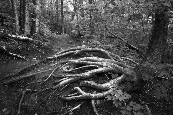 Trilha de raízes na floresta — Fotografia de Stock