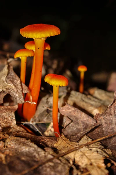 Hongos naranjas creciendo — Foto de Stock