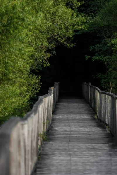 Wood pathway going into the forest — Stock Photo, Image