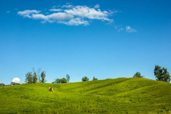 Pferde in einer riesigen Landschaft — Stockfoto