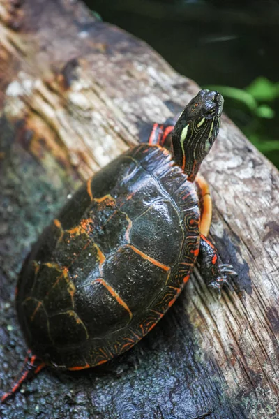 Painted turtle on a log — Stock Photo, Image