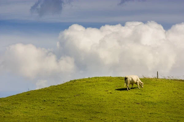 Gruppe Kühe fressen Gras auf einem Ackerland, warum Wolken am blauen Himmel — Stockfoto