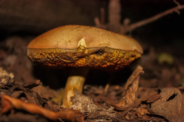 Seul grand champignon dans la nature — Photo