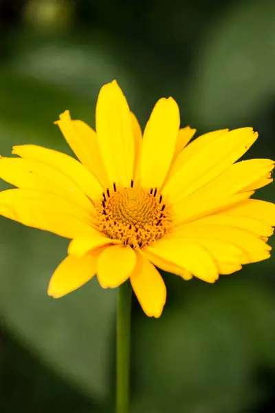 Flor amarela no fundo verde — Fotografia de Stock