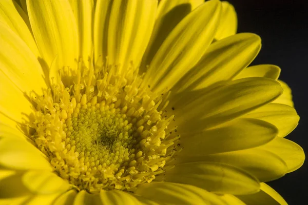 Macro de una flor amarilla — Foto de Stock
