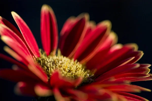 Flor roja y amarilla — Foto de Stock