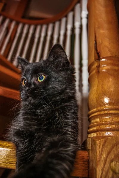 Chat noir assis dans les escaliers — Photo