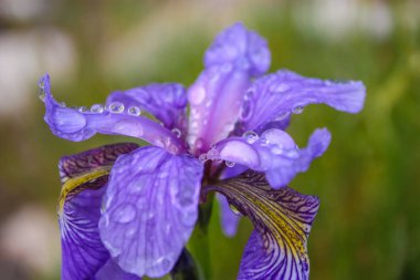 güzel taze iris çiçekle su damlaları