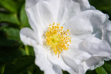 Sarı ercik ile güzel beyaz çiçek