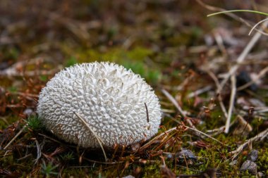 ormanda başak mantar