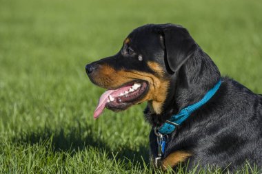 Genç siyah Rottweiler yeşil çimenlerin üzerinde