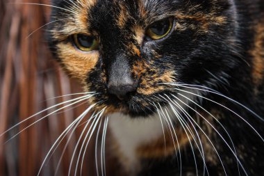 Üç renkli kedi portresi