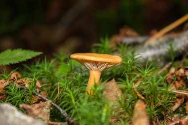 Ormanda yabani mantarlar