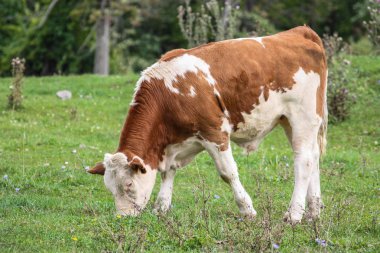 içinde belgili tanımlık vahşi çim yeme inek