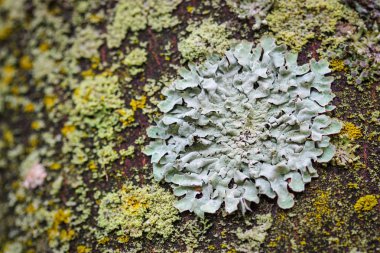 Daire kalıp bir kayanın üzerinde