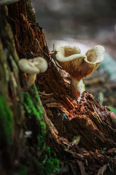 Divoké houby v lese — Stock fotografie
