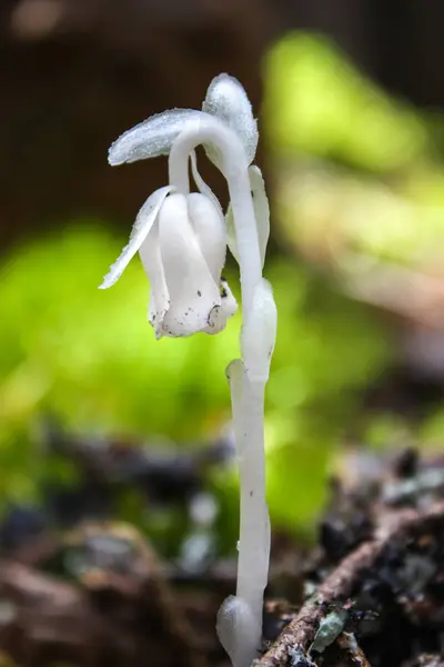 Hayalet çiçek-Monotropa uniflora — Stok fotoğraf