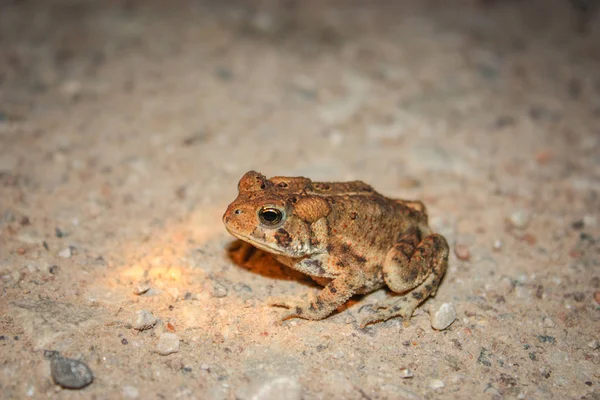 Rana piccola con puntini arancioni — Foto Stock