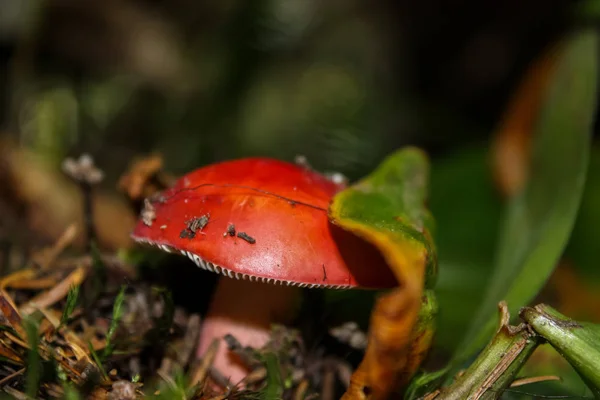 Champignons poussant dans la forêt — Photo
