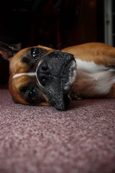 Dog sleeping on the floor — Stock Photo, Image