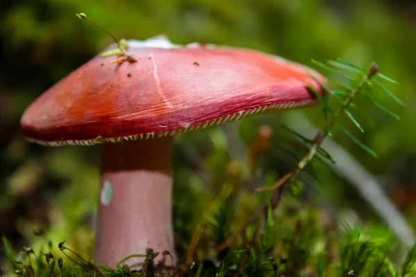 Champignons poussant dans la forêt — Photo