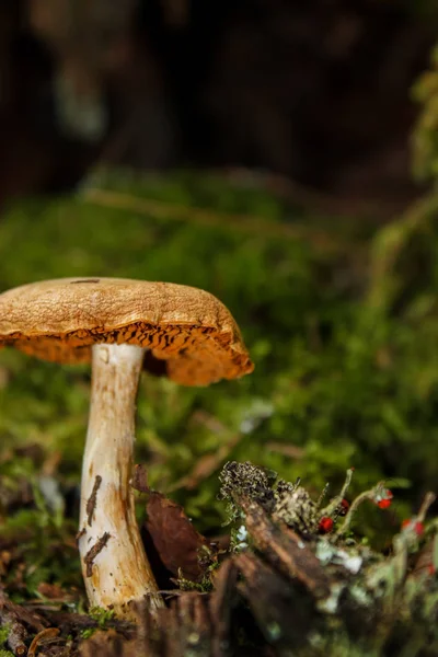 Champignons sauvages dans la forêt — Photo