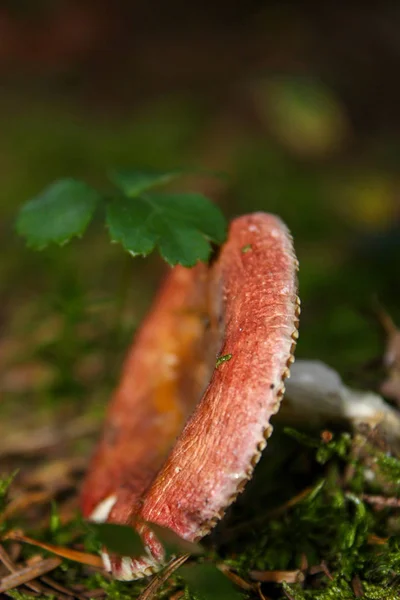 Wilde paddenstoelen in het bos — Stockfoto