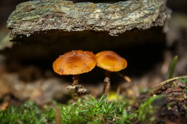 2 champiñones bajo un trozo de madera en la naturaleza — Foto de Stock