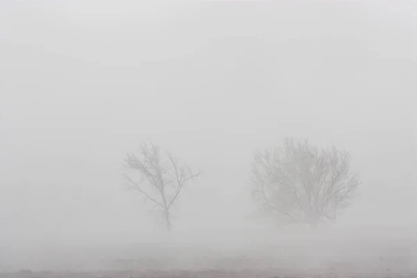 Bäume erscheinen im Nebel — Stockfoto