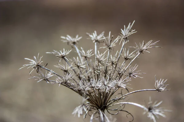 Plante séchée dans le pré automnal — Photo