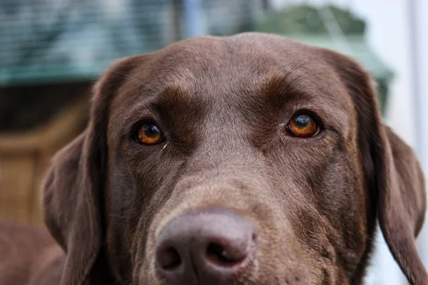 Detailní záběr z hnědého psa s hnědýma očima — Stock fotografie