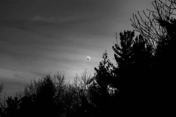 Floresta e lua assustadora com corvo nele — Fotografia de Stock