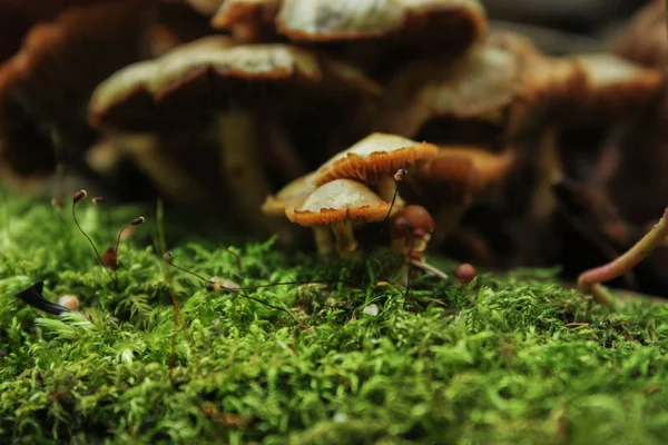 Wild mushrooms in the forest — Stock Photo, Image