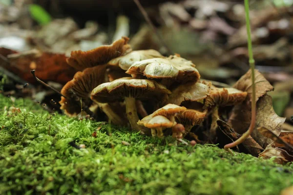 Champignons sauvages dans la forêt — Photo