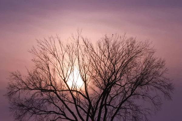 Corvo solitário em cima de uma árvore com pôr do sol — Fotografia de Stock