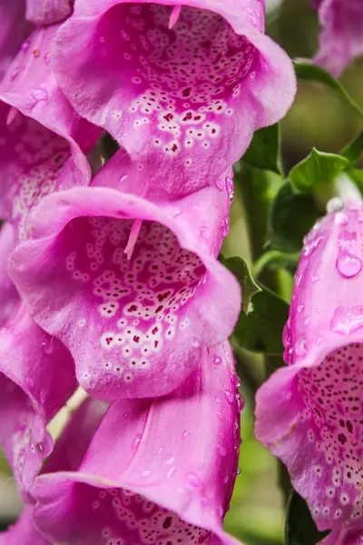 Flores rosa com gotas de chuva — Fotografia de Stock