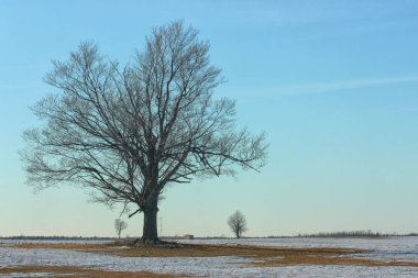 büyük ağaç alanında kar ile