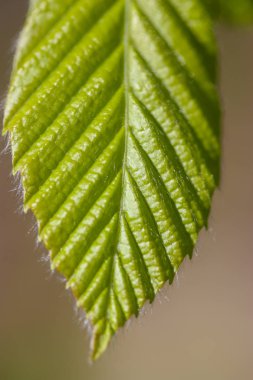 bulanık bir arka plan üzerinde mükemmel yeşil yaprak