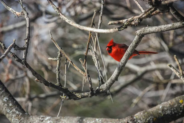 Pájaros cardinales rojos en un árbol — Foto de Stock