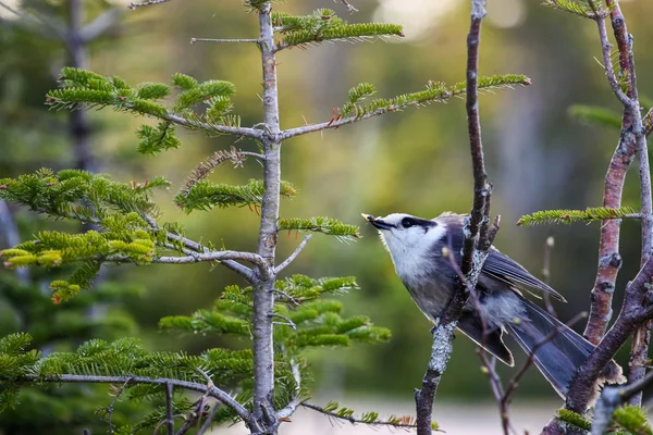 Pájaro en una rama comiendo un insecto — Foto de Stock