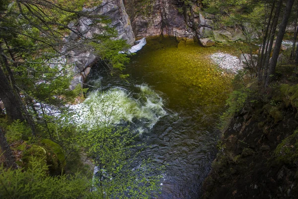 Libra secreta perfeita na floresta — Fotografia de Stock