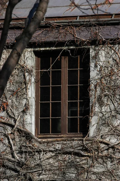 Ventana de madera vieja con la vid todo alrededor — Foto de Stock